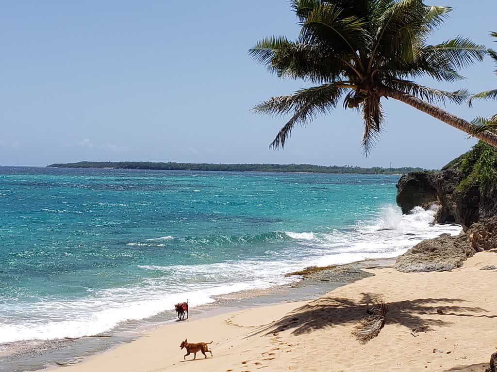 Palm-lined beach